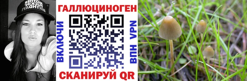 Псилоцибиновые грибы GOLDEN TEACHER площадка какой сайт Весьегонск магазин наркотиков
